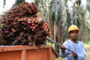 Industri Sawit Riau Tetap Bertahan Selama Pandemi