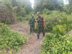 Hutan Terjaga, Bencana Terhindar, Babinsa Laksanakan Patroli di Pulau Merbau