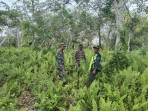 Patroli Rutin Babinsa Koramil 06/Merbau, Sosialisasi dan Cegah Karhutla di Desa Dedap