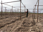 Di Lahan Satu Hektar, Serka Khorianto Melaksanakan Pemasangan Kayu Lanjar
