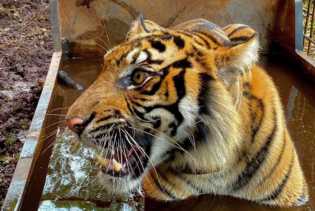Remaja 16 Tahun Meregang Nyawa Diseret Harimau