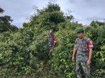 Patroli Bersama Warga, Babinsa Imbau Hindari Bakar Lahan