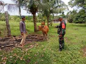 Giat Cegah PMK Oleh Serka Fahrizal Purba Dari Koramil 01