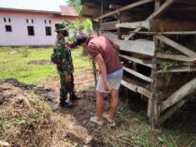 Sertu Sugianto Laksanakan Pengecekan Hewan Ternak