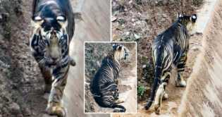 Harimau Hitam Super Langka Tak Sengaja Masuk Kamera