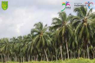 Jelajah Inhil dengan Potensi Daerah Agrowisata Kelapa