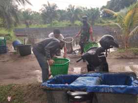 Babinsa Dampingi Peternak Ikan Lele