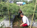 Babinsa Koramil 03 Bantu Petani Cabai Tingkatkan Produktivitas