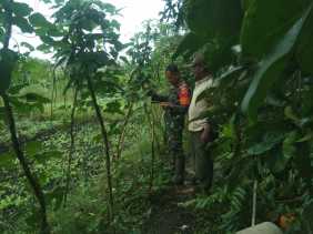 Babinsa Bagan Keladi Dampingi Petani Kacang Panjang