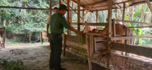 Serda Edi Saputra Pantau Hewan Ternak di Wilayah Binaannya