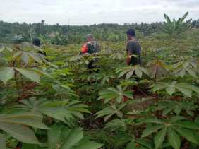 Serka Fahrizal Purba Datangi Petani Singkong