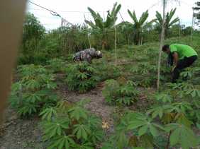 Babinsa Bukit Timah Sambangi Petani Yang Berada di Wilayah Binaannya