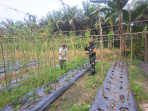 Petani Kacang Panjang Ini Dibekali Edukasi Tambahan Dari Serda Andri Widodo