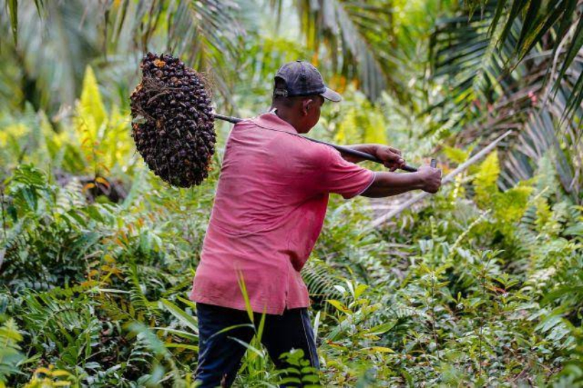Harga Kelapa Sawit Tenangkan Petani Pulau Sumatera