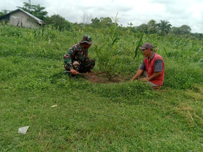 Babinsa Koramil 01/Dumai Dampingi Petani Tanaman Jeruk Nipis di Kelurahan Mekarsari