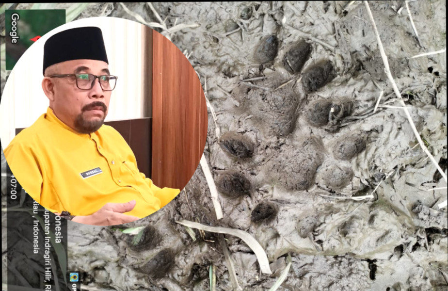 Kepala DPKP Inhil Respon Temuan Jejak Harimau di Pelangiran: Segera Surati BBKSDA