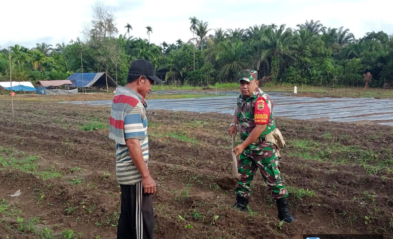 Petani Tumpang Sari Didatangi Oleh Sertu Sareh