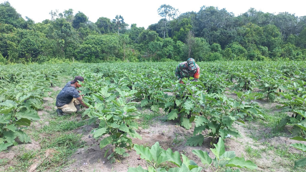 Babinsa Bukit Nenas Dukung Swasembada Pangan dengan Pendampingan Pertanian Terong Ungu