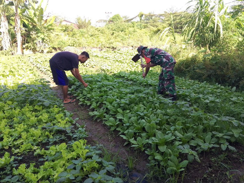 Babinsa Bukit Batrem Dampingi Petani Sawi Tingkatkan Produktivitas