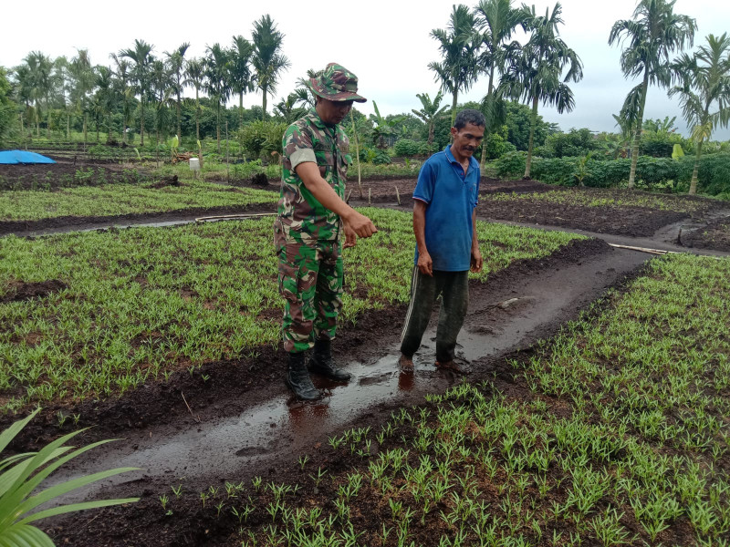 Jaga Ketahanan Pangan Nasional, Serda Priyo Berikan Pemahaman Kepada Petani Bayam