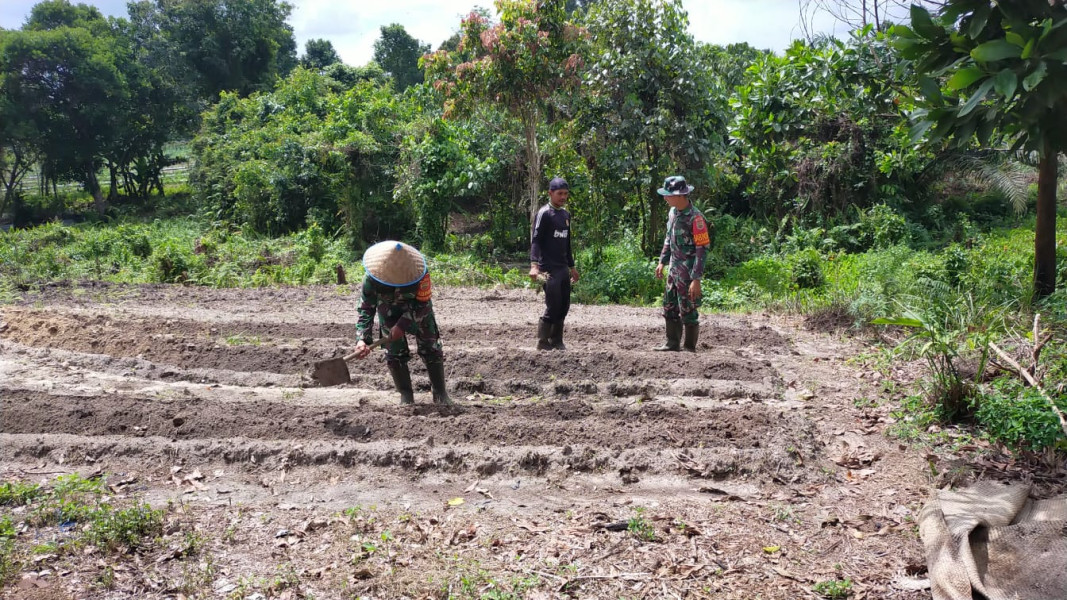 Prosesi Penebaran Pupuk di Kebun Cabe Didampingi Oleh Babinsa Koramil 02 BK