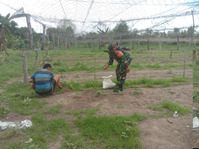 Serda Agustinus Dampingi Petani Mentimun