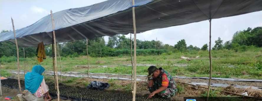 Babinsa Pantau Perkembangan Tanaman Petani Semangka