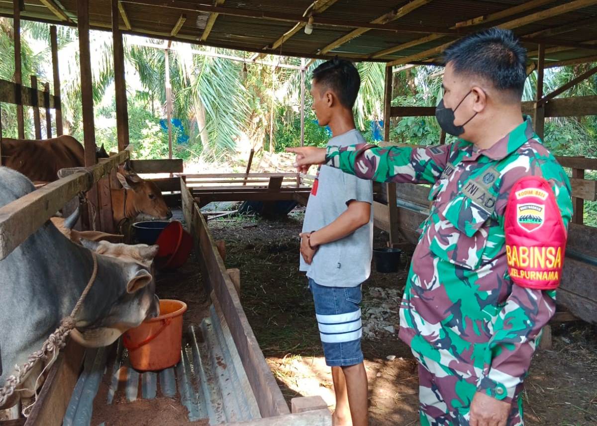 Sertu Mahyudin Lakukan Giat Pemantauan di Peternakan