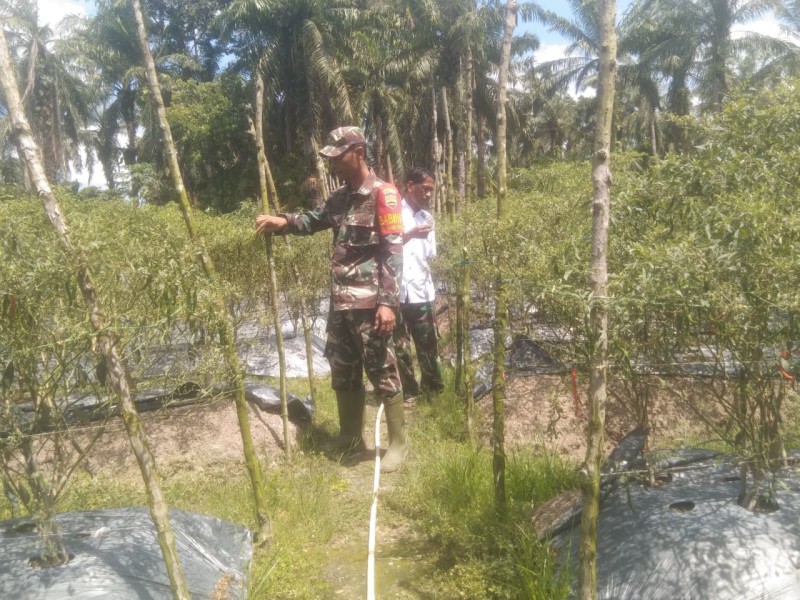 Babinsa Koramil 03/SS Dampingi Petani Cabai Merah Tingkatkan Hasil Panen