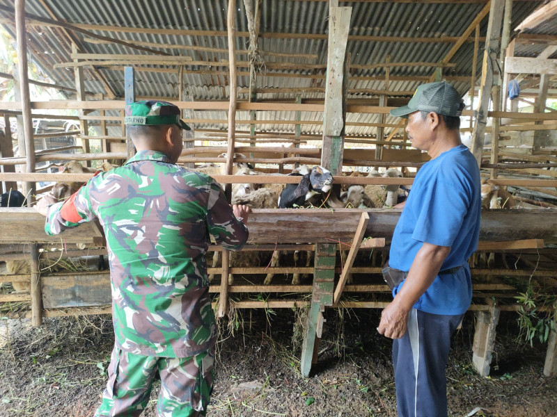 Upaya Babinsa Sertu Sutarno Cegah Penyakit Mulut dan Kuku di Peternakan