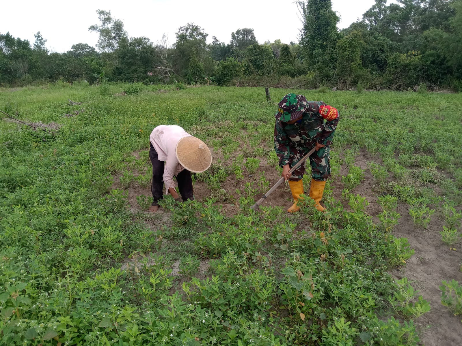 Babinsa Mekarsari Beri Penyuluhan Kepada Petani