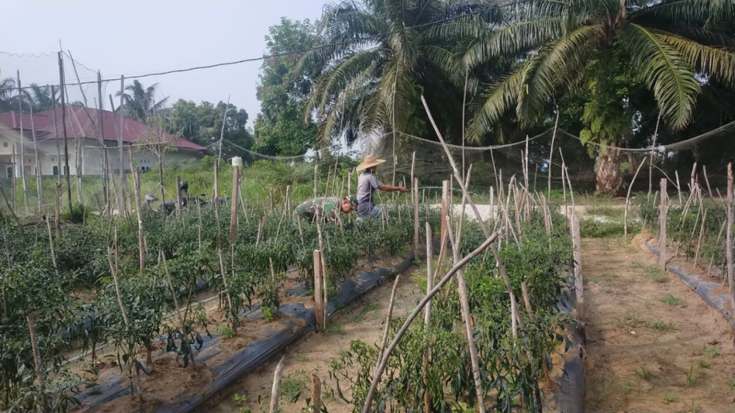 Sertu Jumat Desmanto Berikan Pendampingan Kepada Petani Cabe