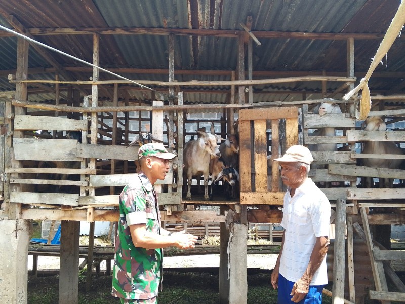 Sertu Nono Berikan Pendampingan kepada Peternak Kambing di Bukit Batrem