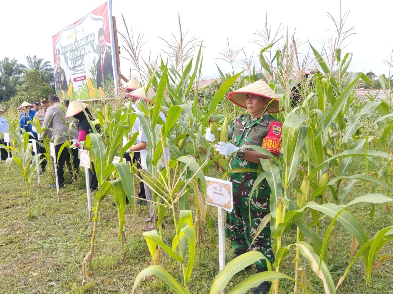 Danramil 02/BK Hadiri Panen Raya Jagung Serentak, Dukung Ketahanan Pangan Nasional