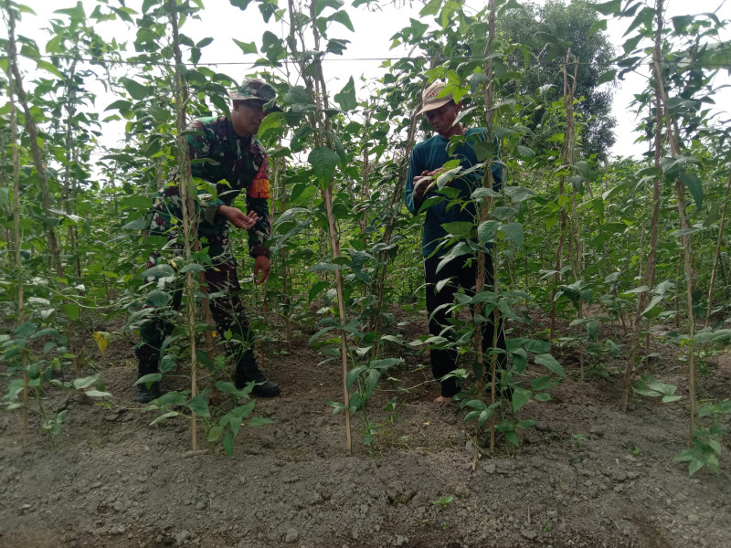 Petani Kacang Panjang Dapatkan Edukasi Dari Serda Priyo Sudarmo