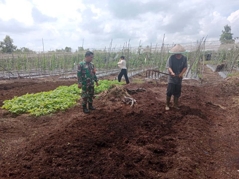 Karya Nyata Babinsa Dumai, Pendampingan Pertanian di Kelurahan Purnama