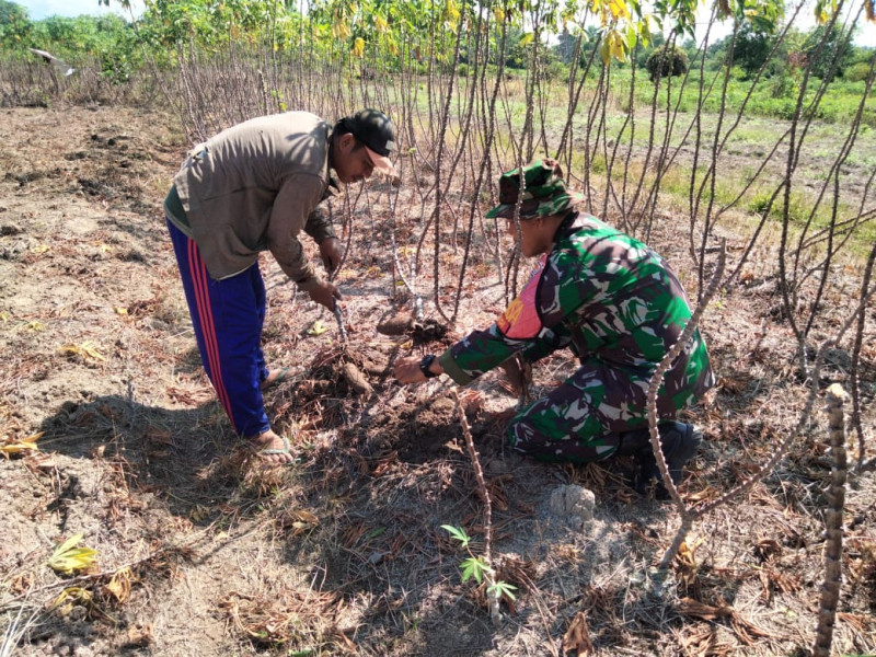 Petani Ubi Kayu Dapatkan Pendampingan Dari Sertu Sugianto