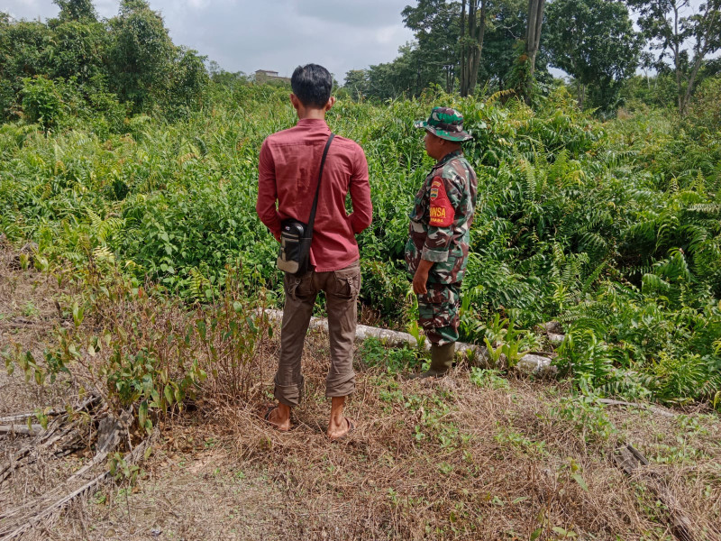 Sertu Mahyudin Melaksanakan Peninjauan Lahan Untuk Mencegah Karhutla