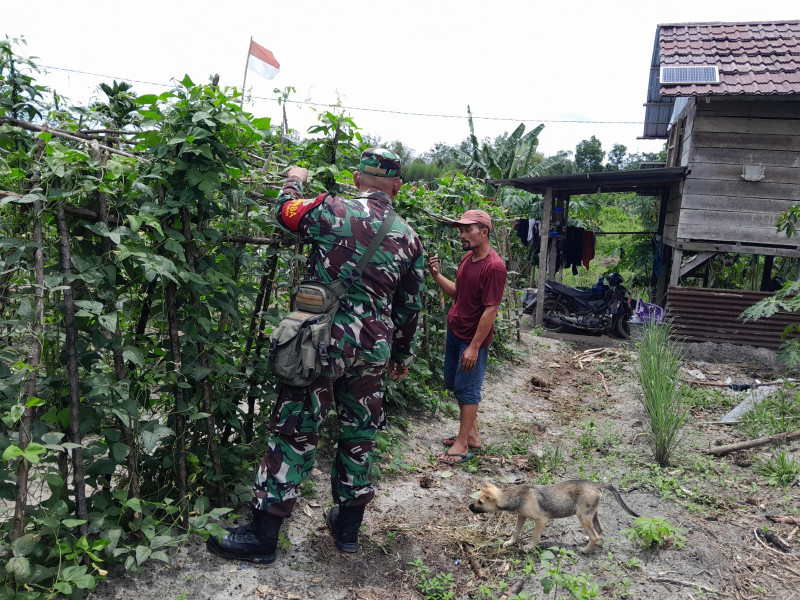 Serma F. Purba Bantu Petani Kacang Panjang di Dumai Selatan