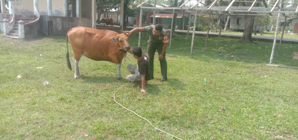 Pratu Rahmad Cek Kesehatan Hewan Ternak