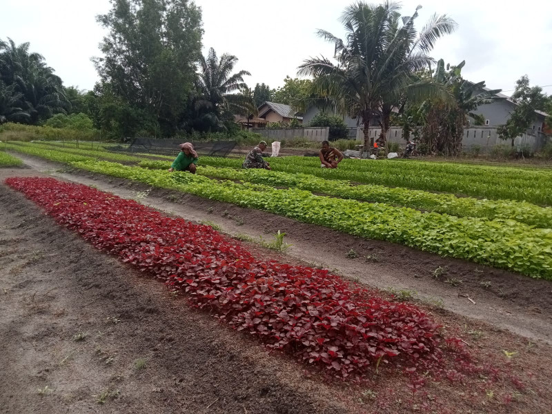 Serka Fahrizal Purba Melaksanakan Giat Penanaman Sayur Kangkung dan Bayam