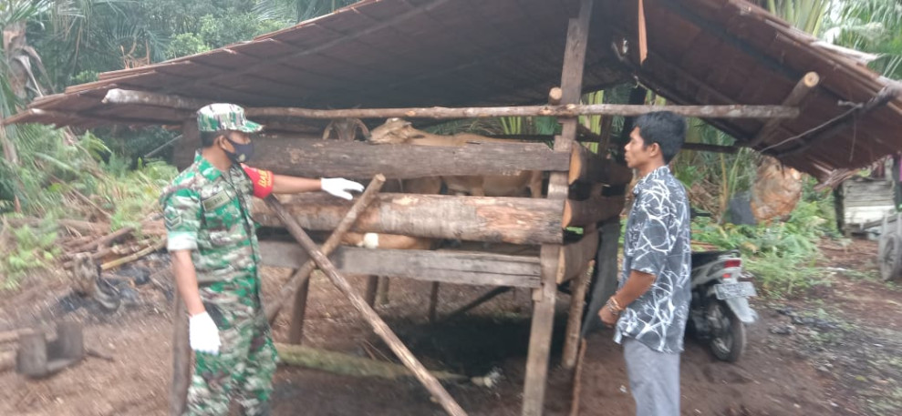 Serda Edi Saputra Melaksanakan Giat Pengecekan Kesehatan Hewan Ternak