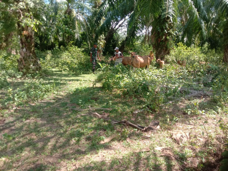 Serda Ramli Sambangi Peternak