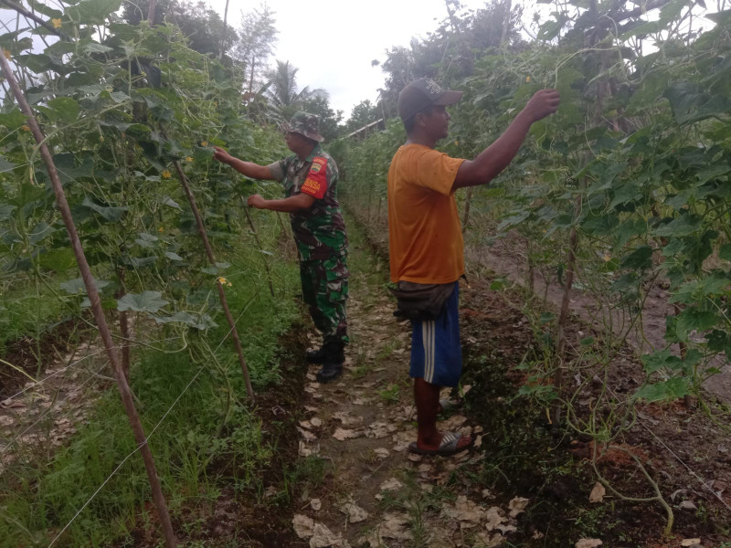 Babinsa Kelurahan Teluk Makmur Dukung Swasembada Pangan Dengan Pendampingan Tanaman Timun