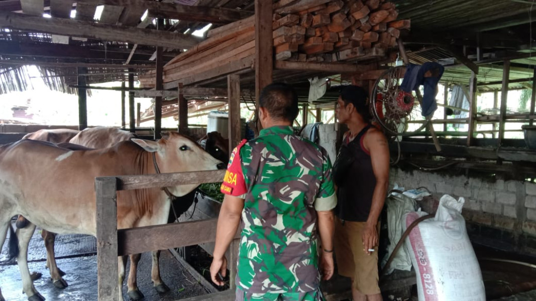 Pelaksanaan Giat Cegah PMK Dilaksanakan Sertu Jainal Arifin