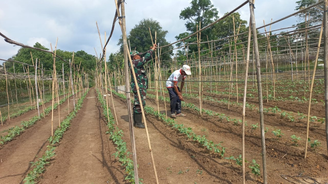 Pengoptimalan Pertanian di Wilayah Binaan, Sertu Roni Sandra Laksanakan Pendampingan Karya Nyata