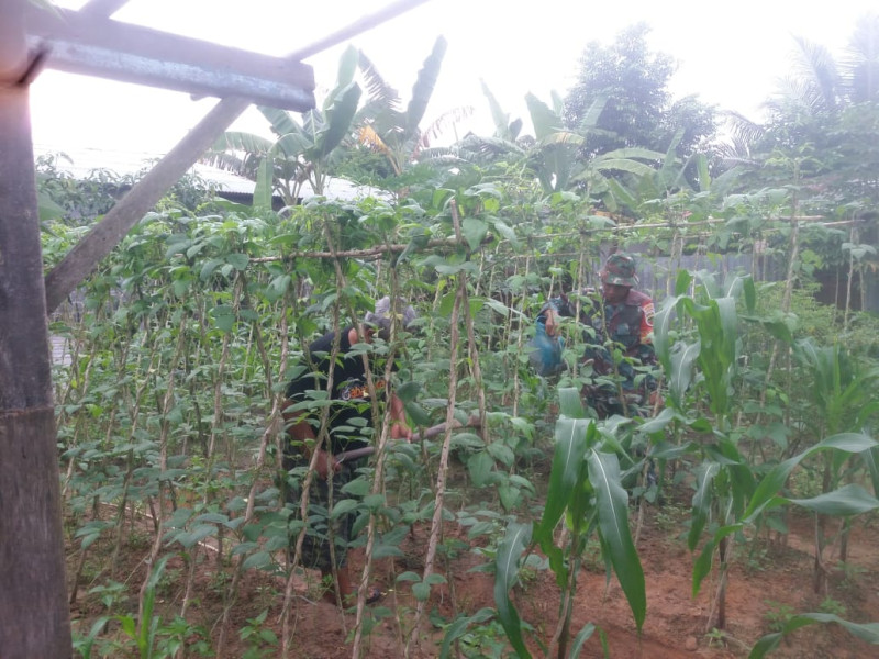 Sertu Nono Jelaskan Penanganan Sayur Kacang Panjang Yang Baik