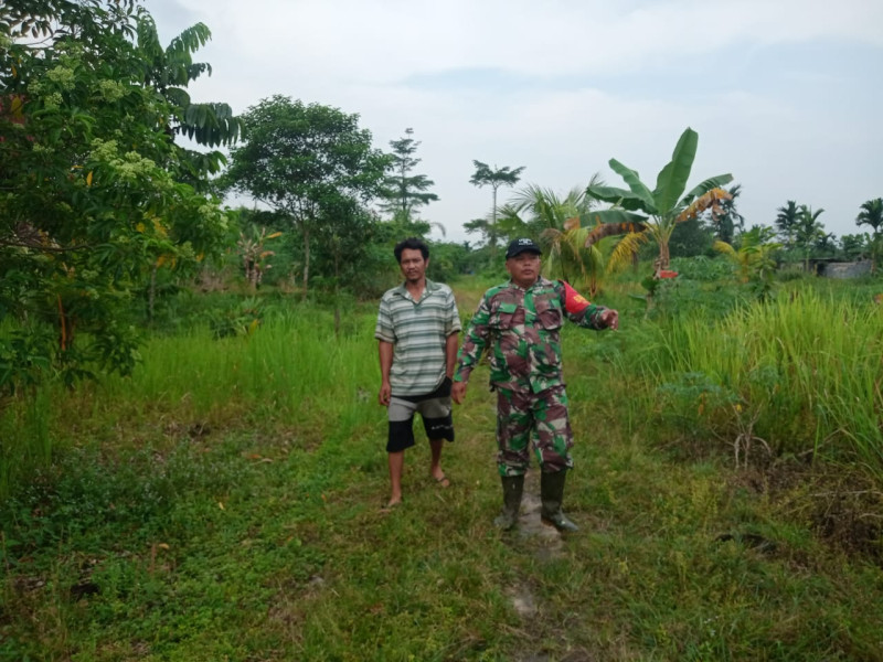 Pendampingan Babinsa, Petani Cabe Rawit di Bagan Besar Semakin Termotivasi