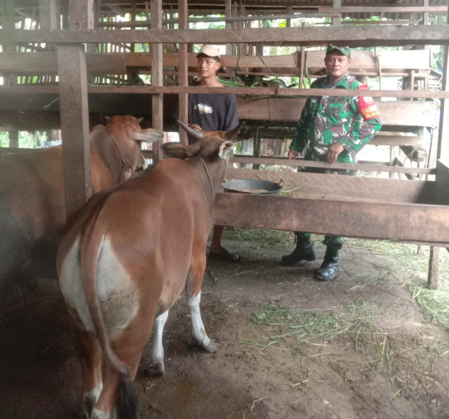 Sertu Afnal Pastikan Kondisi Kesehatan Hewan Ternak