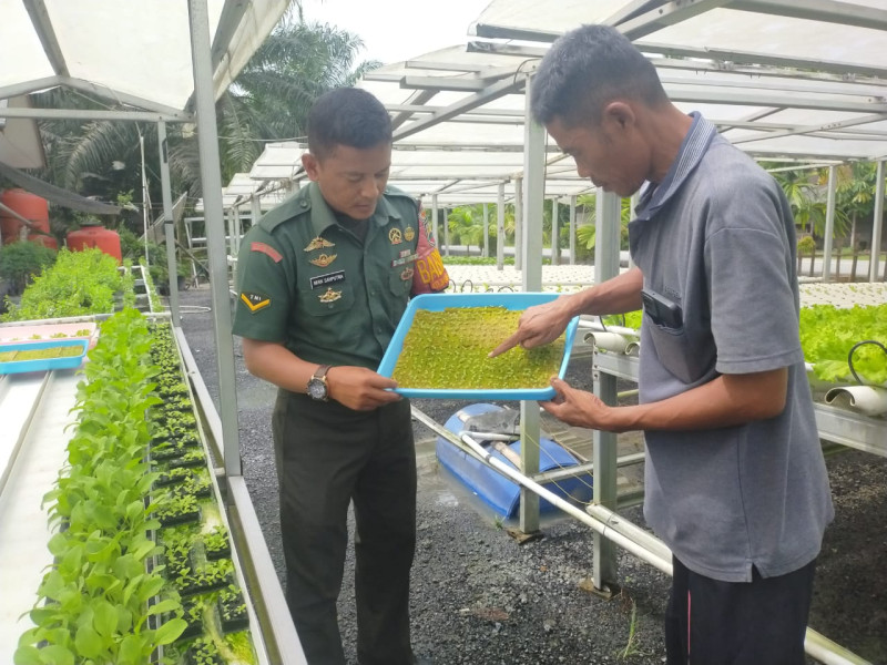 Agar Tumbuh Dengan Baik dan Sehat, Serda Bambang Irwanto Berikan Edukasi Terkait Penanaman Sawi Hidroponik